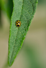 insect on green leaf