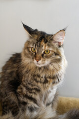 Close-up: A magnificent gray striped Maine Coon is sitting quietly, looking in different directions. A curious Cat is sniffing around. An animal at home