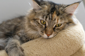Close-up: A magnificent gray striped Maine Coon is sitting quietly, looking in different directions. A curious Cat is sniffing around. An animal at home