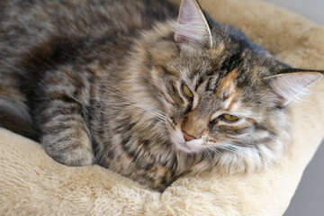 Close-up: A magnificent gray striped Maine Coon is sitting quietly, looking in different directions. A curious Cat is sniffing around. An animal at home