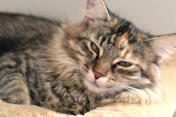 Close-up: A magnificent gray striped Maine Coon is sitting quietly, looking in different directions. A curious Cat is sniffing around. An animal at home