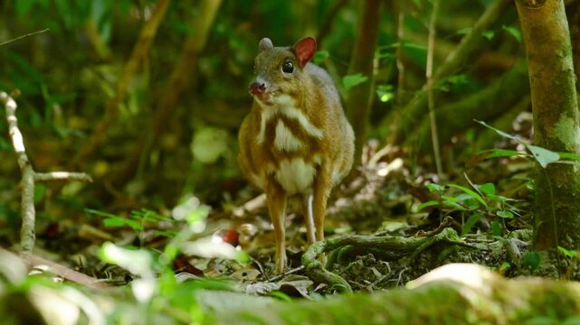 Mouse-deer, Chevrotain animal washing in the forest.