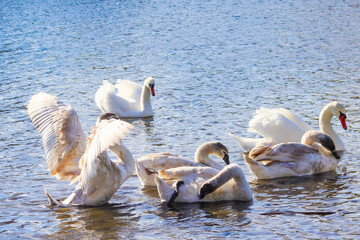 Graceful swans interacting in a serene lake during a sunny day, capturing the tranquility of nature...