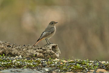 colirrojo tizón (Phoenicurus ochruros) en la charca