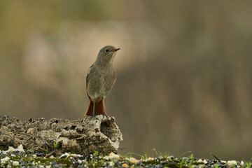 colirrojo tizón (Phoenicurus ochruros) en la charca