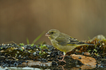 El verderón europeo o verderón común (Chloris chloris)