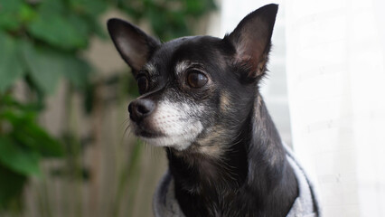 portrait of a chihuahua