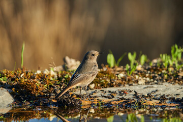 colirrojo tizón (Phoenicurus ochruros) en la charca