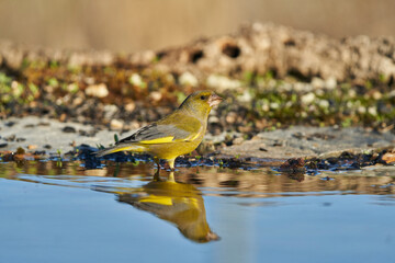 El verderón europeo o verderón común (Chloris chloris)