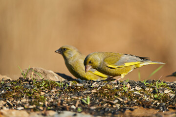 El verderón europeo o verderón común (Chloris chloris)