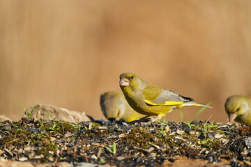 El verderón europeo o verderón común (Chloris chloris)