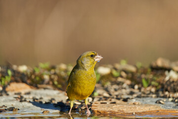El verderón europeo o verderón común (Chloris chloris)