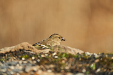  pinzón vulgar (Fringilla coelebs) en el estanque