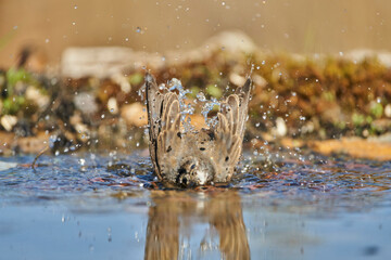 colirrojo tizón (Phoenicurus ochruros) en la charca