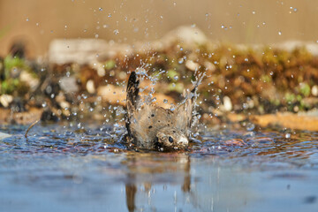 colirrojo tizón (Phoenicurus ochruros) en la charca