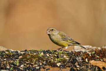 El verderón europeo o verderón común (Chloris chloris)