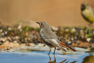 colirrojo tizón (Phoenicurus ochruros) en la charca