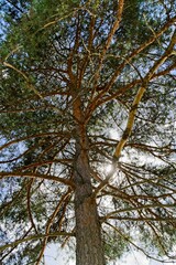  The trunk and branches of a pine tree in the rays of the sun.                              