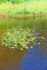   An island of aquatic vegetation on the lake as a natural background.                             