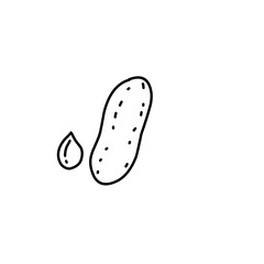 Nut and Seeds Outline Vector 