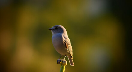 Obraz premium Beautiful desktop animal wallpaper
