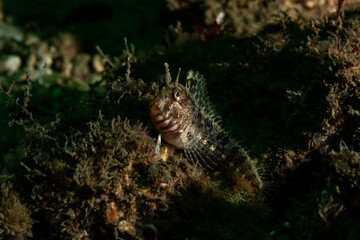 The tentacled blenny (Parablennius tentacularis) is a species of combtooth blenny most commonly found in all parts of the Mediterranean Sea