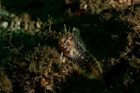 The tentacled blenny (Parablennius tentacularis) is a species of combtooth blenny most commonly found in all parts of the Mediterranean Sea