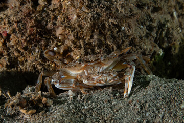 Swimming crab, also known as Harbor crab, named after the species Polybius depurator