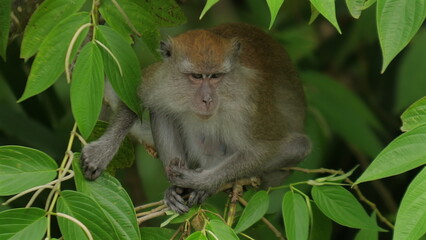 Wild monkey sitting amidst lush green foliage in tropical forest. Natural wildlife habitat. Wildlife and Nature.