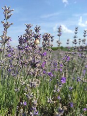 Fototapeta premium lavender field, snail on lavender in focus, purple lavender branches, lavender field and blue sky
