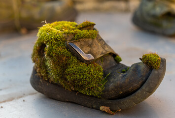A moss-covered shoe resting on a stone surface, showcasing nature's beauty reclaiming an old object in the afternoon light