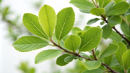 Naklejka premium Close-up of paired Shepherdia canadensis leaves with bright green color and delicate texture, Canada, native plants, shrub