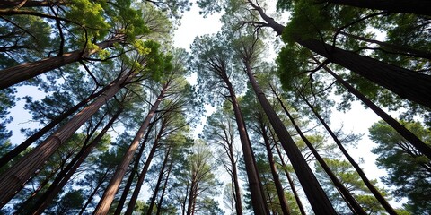 Fototapeta premium Towering trees stretch towards the sky, their trunks strong and sturdy, with leaves rustling in the gentle breeze, tree, landscape, canopy