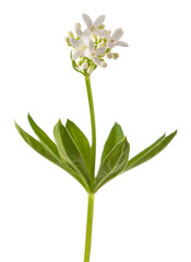 Sweet woodruff  flowers