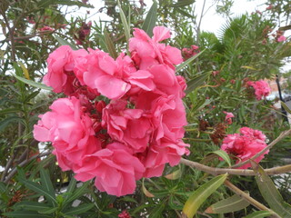 różowy kwiat na tle zieleni występujący w tropikach