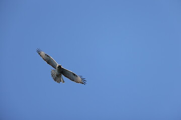 The eastern buzzard or Japanese buzzard (Buteo japonicus) is a medium to large bird of prey. This photo was taken in Japan.