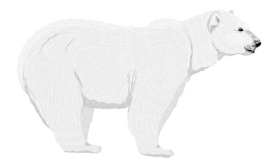 Fototapeta premium White polar bear. Wild animals of the Arctic and the Arctic Circle. Realistic vector animal