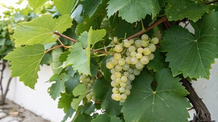 A cluster of white grapes nestled among the crisp green leaves of a grapevine, botanical, fruit, grapes, nature, harvest