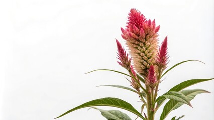 Single celosia bloom with intricate details on a stark white backdrop, detailed petals, botanical focus, textured center