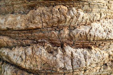 palm tree bark