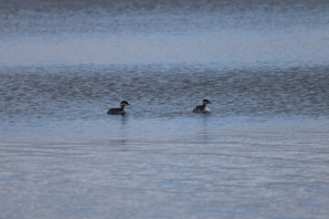 Graves Island, Nova Scotia, November 7 2024