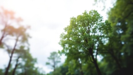 A serene forest scene with a blurred background of a lush green tree against a vast sky, featuring soft focus and bokeh effect for a dreamy atmosphere, sky, nature, calm
