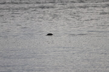 Fototapeta premium Graves Island, Nova Scotia, November 7 2024