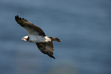 The osprey (Pandion haliaetus), historically known as sea hawk, river hawk, and fish hawk, is a diurnal, fish-eating bird of prey with a cosmopolitan range. This photo was taken in Japan.