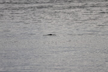 Obraz premium Graves Island, Nova Scotia, November 7 2024