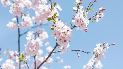Blooming cherry blossom tree against a clear blue sky, branches, flowers, bright colors