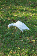 egret