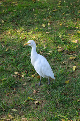 Naklejka premium egret