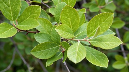 Obraz premium Close-up of paired Shepherdia canadensis leaves with bright green color and delicate texture, herbology, Canada, greenery, shrub