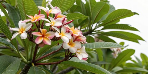 Exotic tropical flowers clustered together on a branch amidst lush green foliage and vibrant leaves, nature, landscape